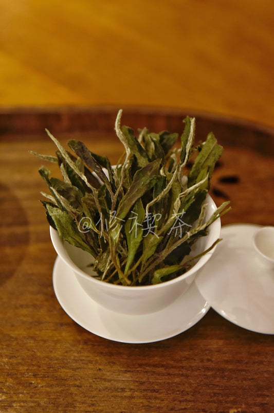 2024 Wild Spring Shou Mei  Panxi High Mountain Fuding White Tea